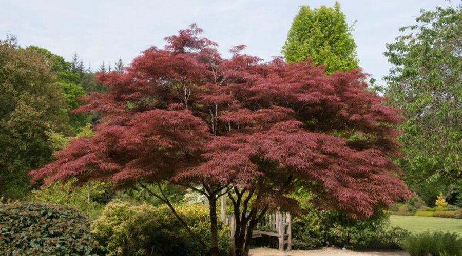 japanischer ahorn